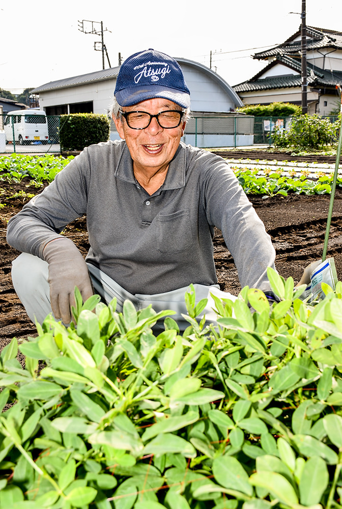 切り花として出荷するヒマワリの生育を確認の写真