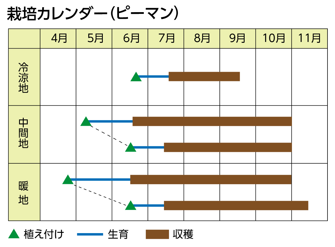 栽培カレンダー（ピーマン）